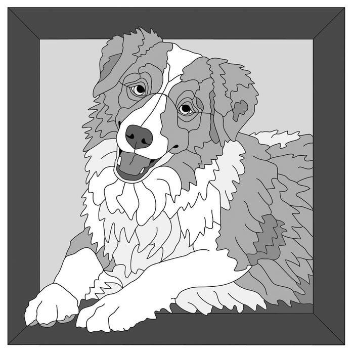 Australian Shepherd in Frame