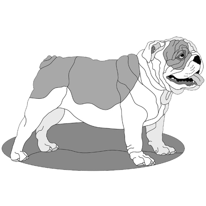 English Bulldog Standing