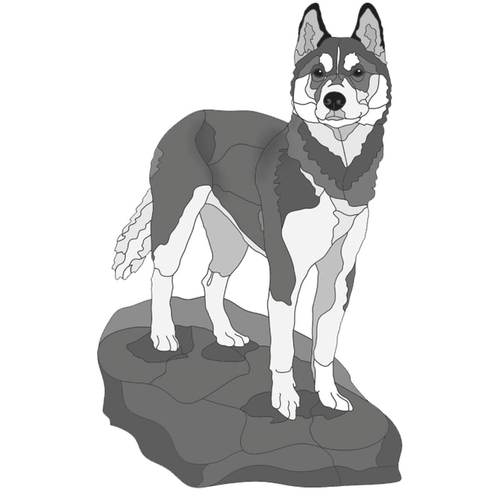 Standing Siberian Husky