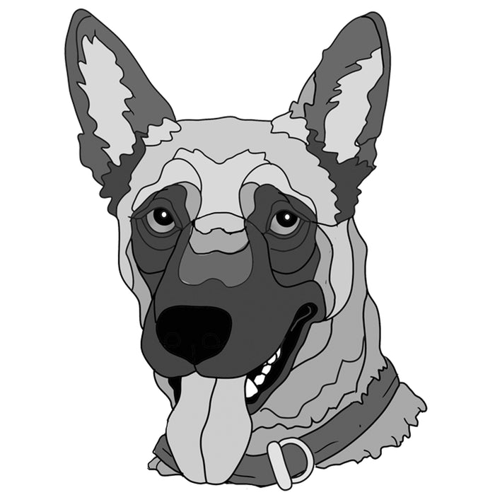 Belgian Malinois Head