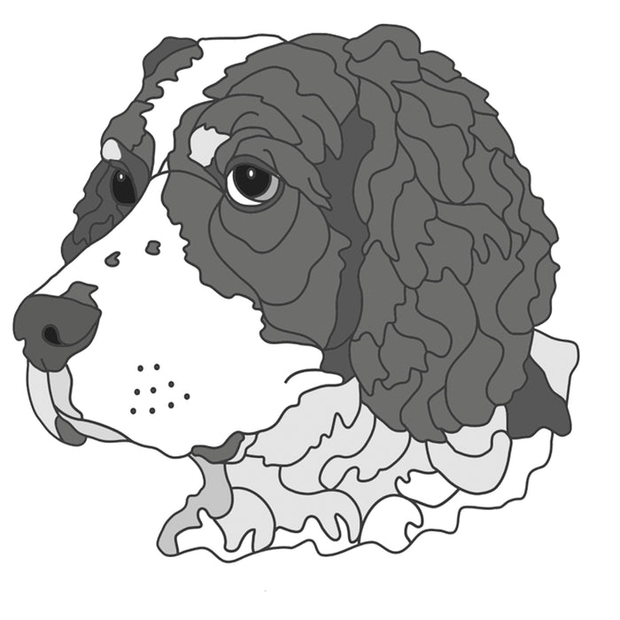 Springer Spaniel Head #2
