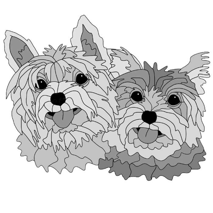 Yorkshire Terrier Pair