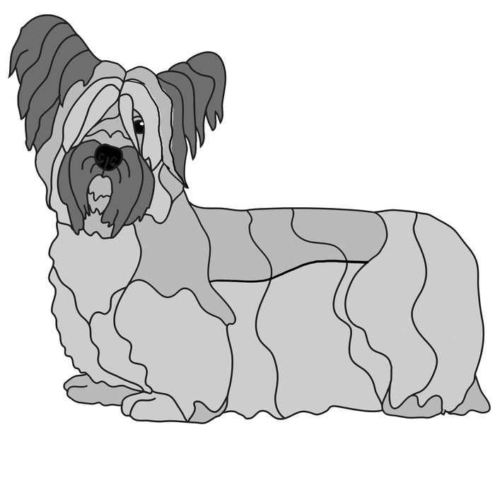 Sky Terrier Standing