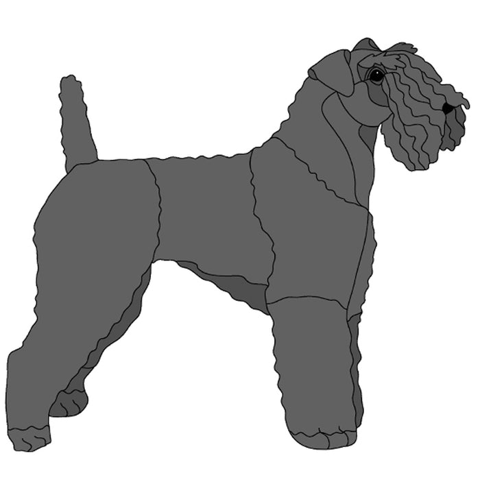 Kerry Blue Terrier Standing