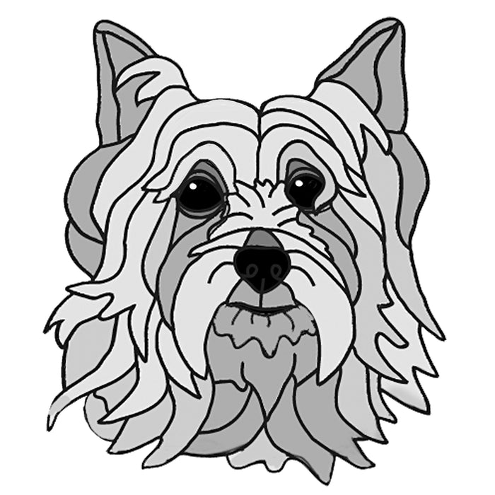 Australian Silky Terrier Head