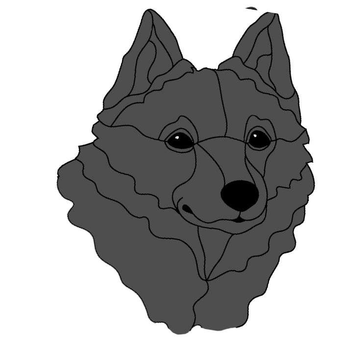 Schipperke Head