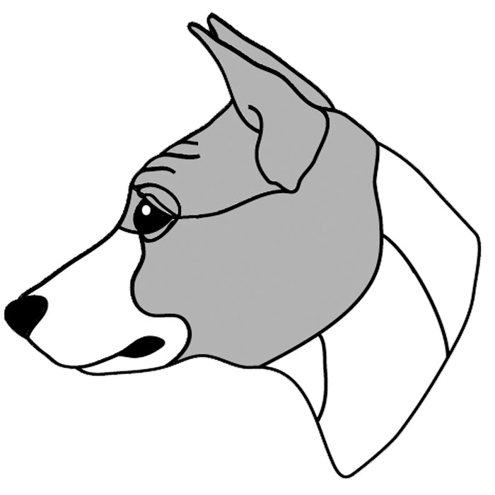 Basenji Head