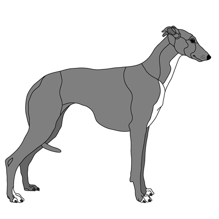 Greyhound Standing