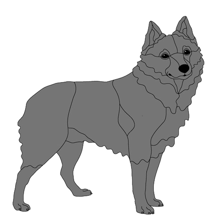 Schipperke Standing