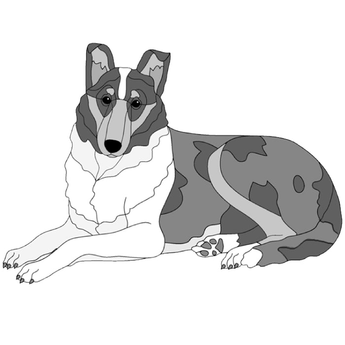 Smooth Collie Lying
