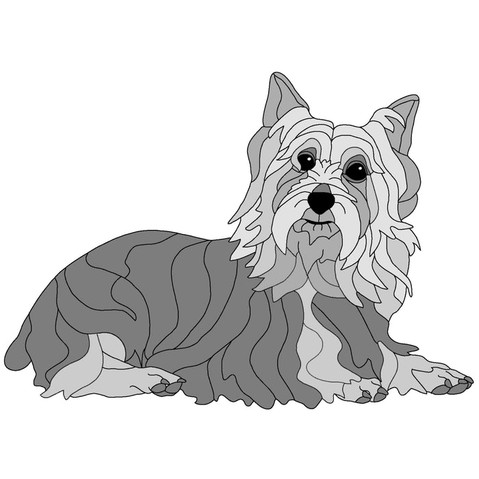 Australian Silky Terrier Lying