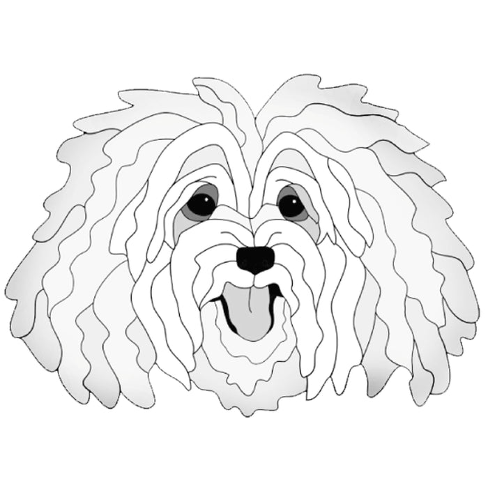 Havanese Head