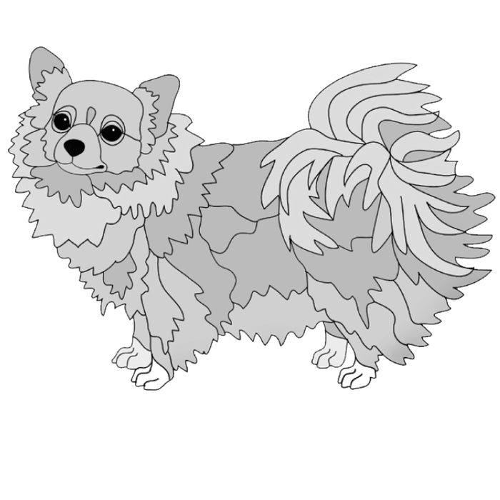 Chihuahua Longhair Standing