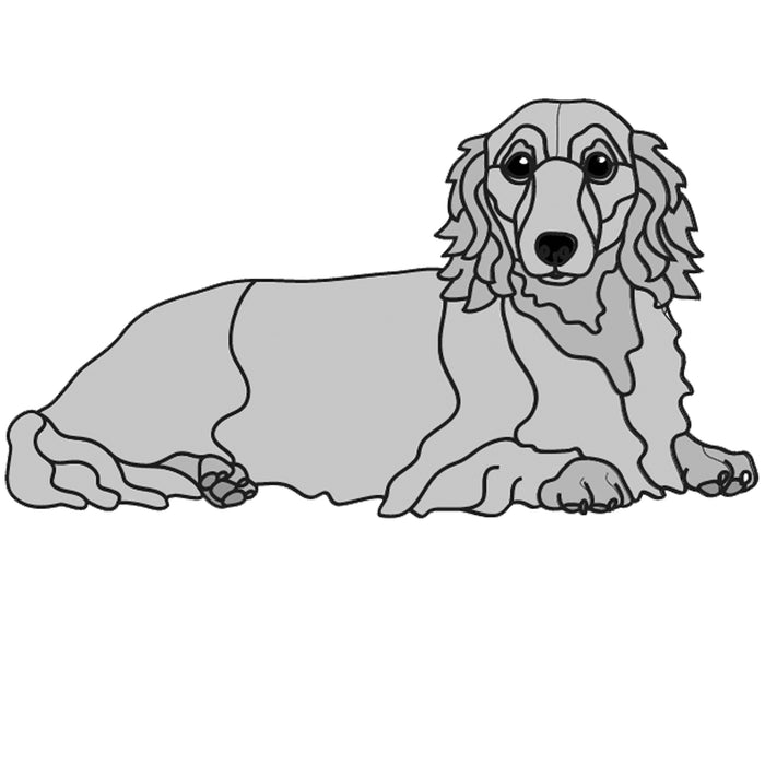 Dachshund Long Hair Lying