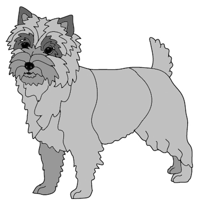 Cairn Terrier Standing