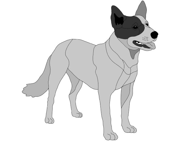 Australian Cattle Dog Standing