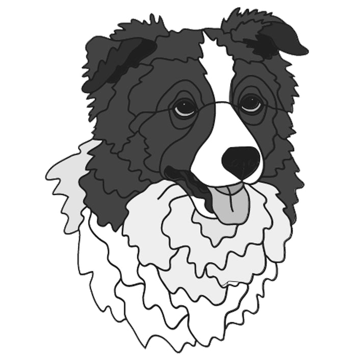 Border Collie Head