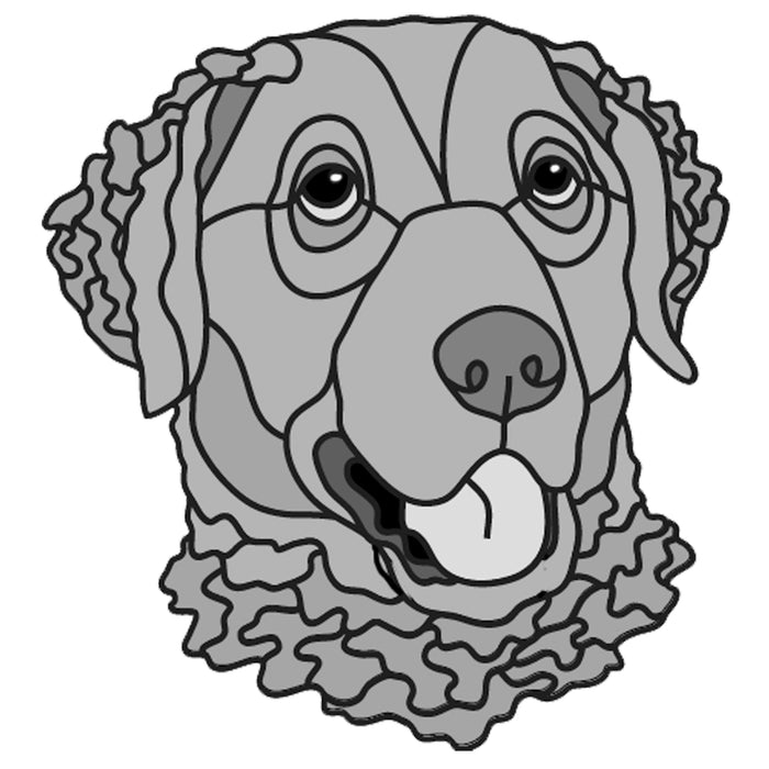 Chesapeake Bay Retriever Head