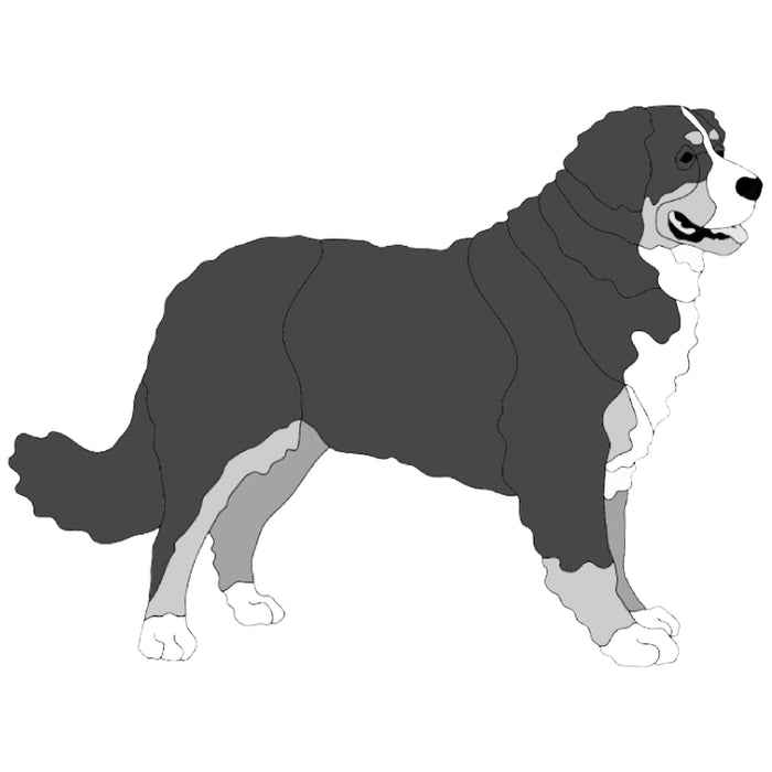 Bernese Mountain Dog Standing