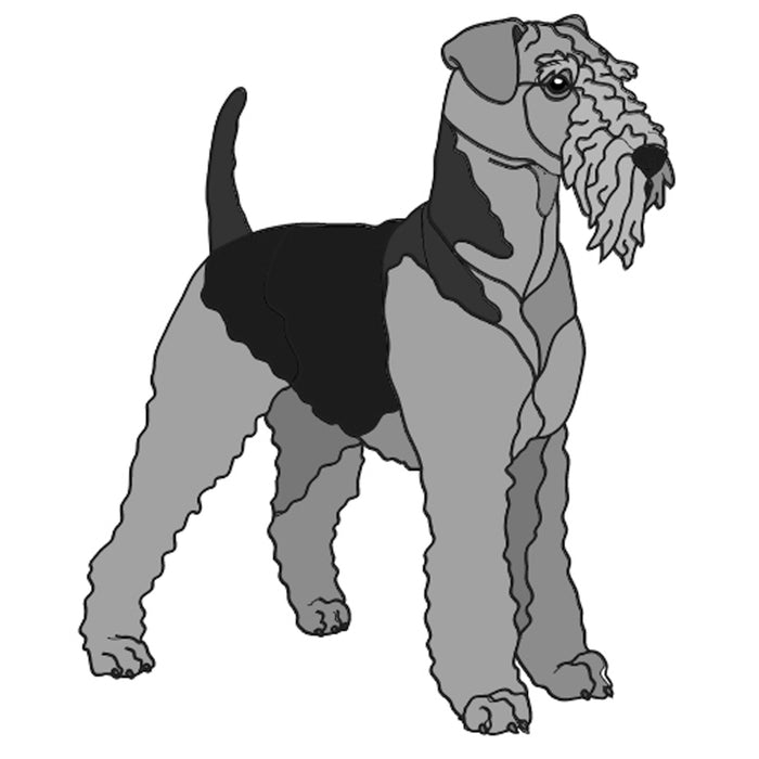 Airedale Terrier Standing