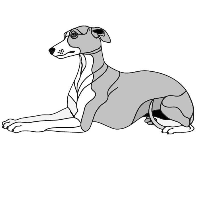 Whippet Lying