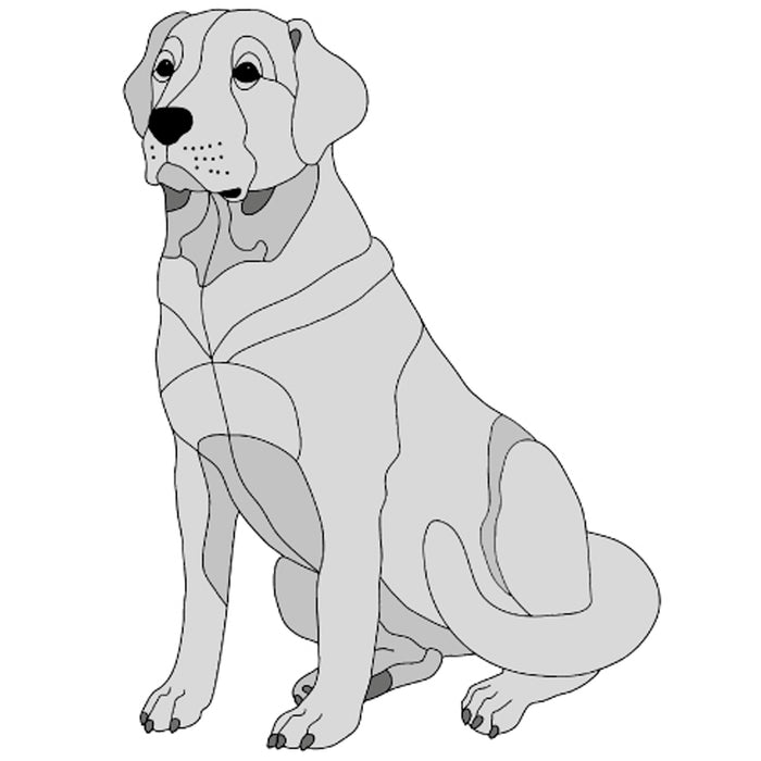 Labrador Retriever Sitting