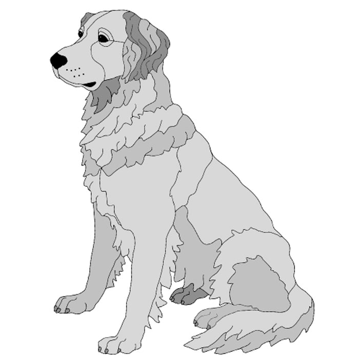 Golden Retriever Sitting
