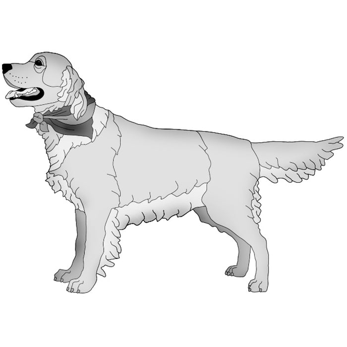 Golden Retriever Standing