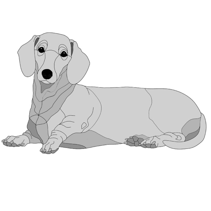 Dachshund Lying