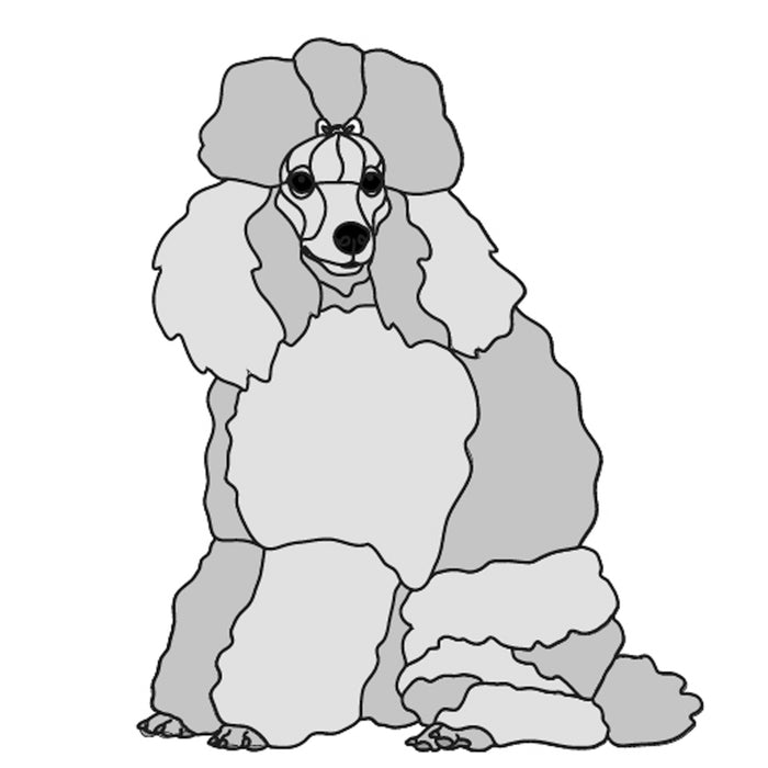 Poodle Sitting