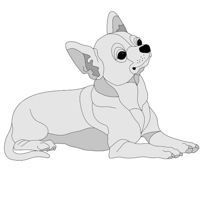 Chihuahua Lying Short haired