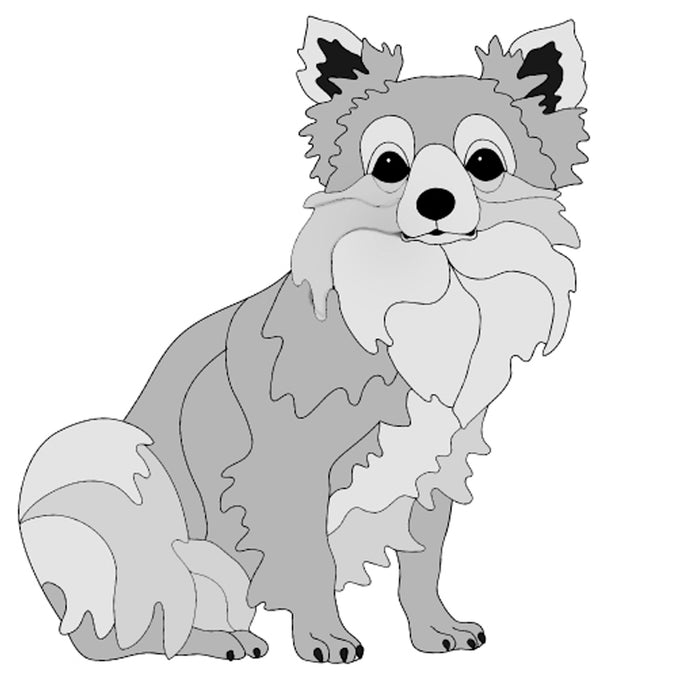 Chihuahua Sitting Long-haired