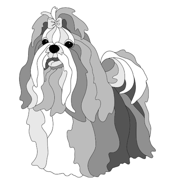 Shih Tzu Standing