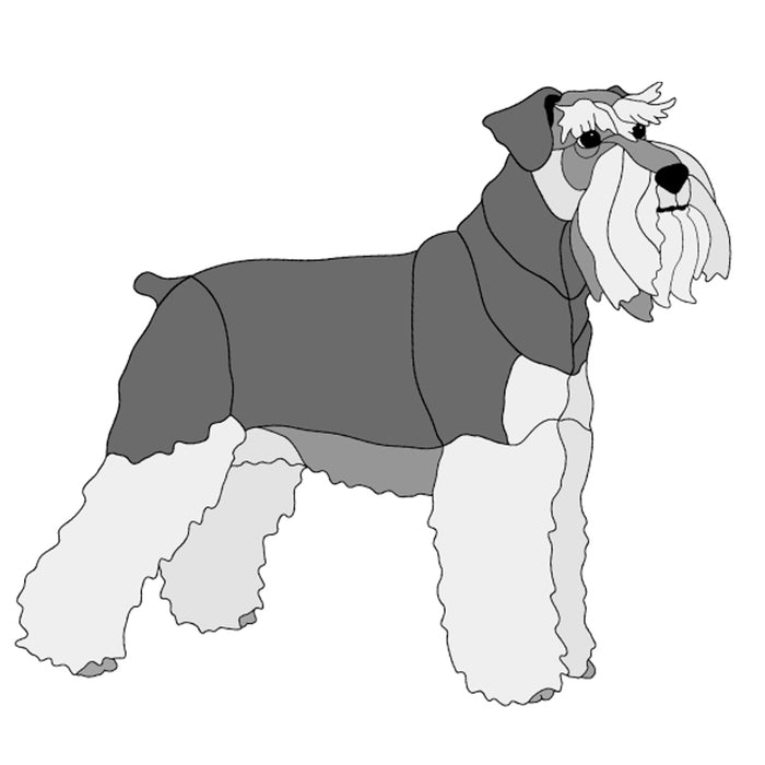 Schnauzer Standing