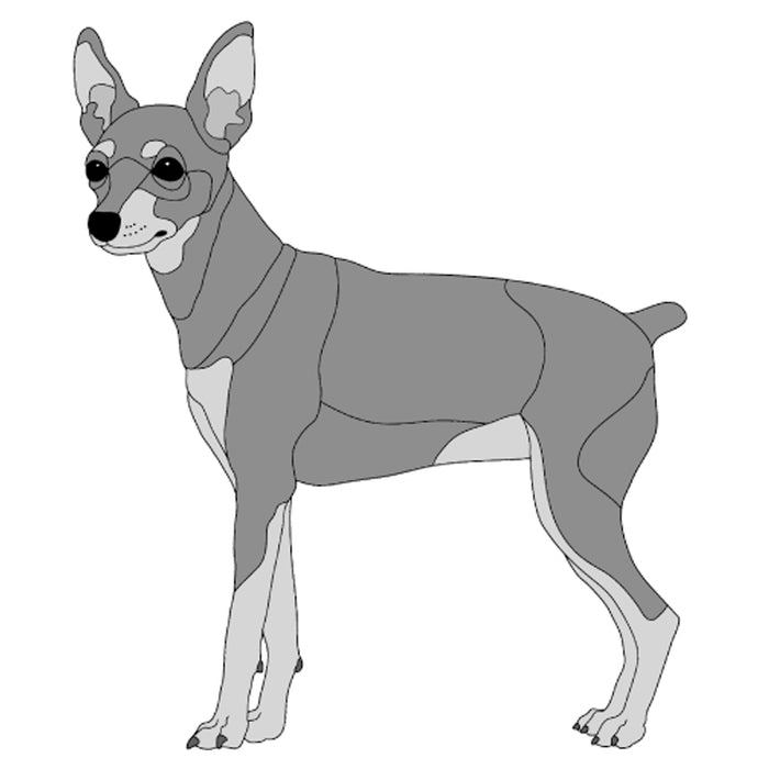 Miniature Pincher Standing