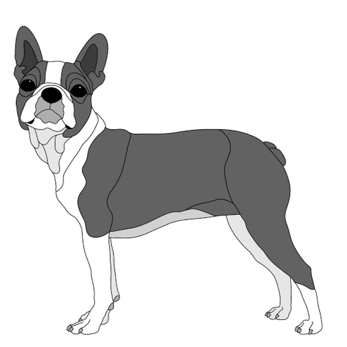 Boston Terrier Standing
