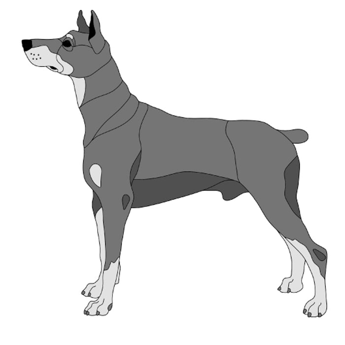Doberman Standing