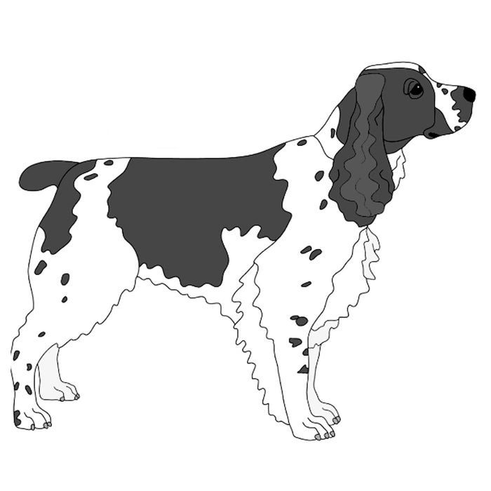 Springer Spaniel Standing