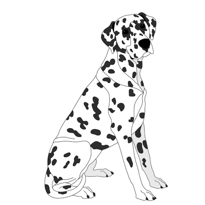 Dalmatian Sitting