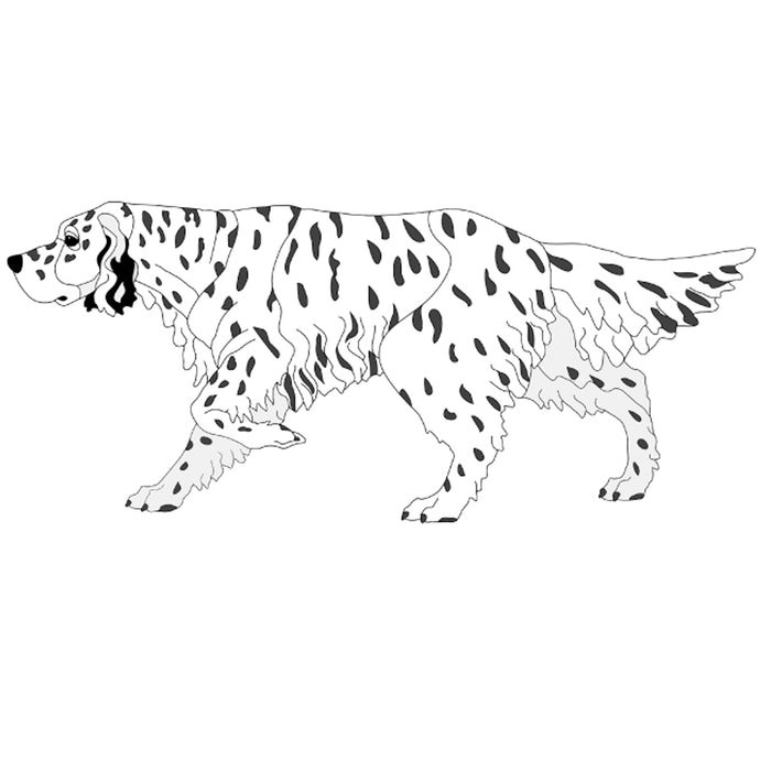 English Setter Pointing
