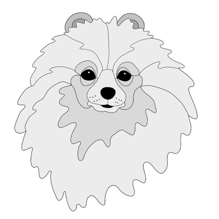 Pomeranian Head