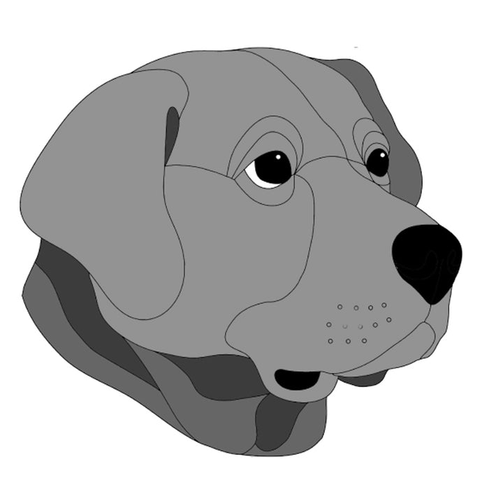 Labrador Retriever Head