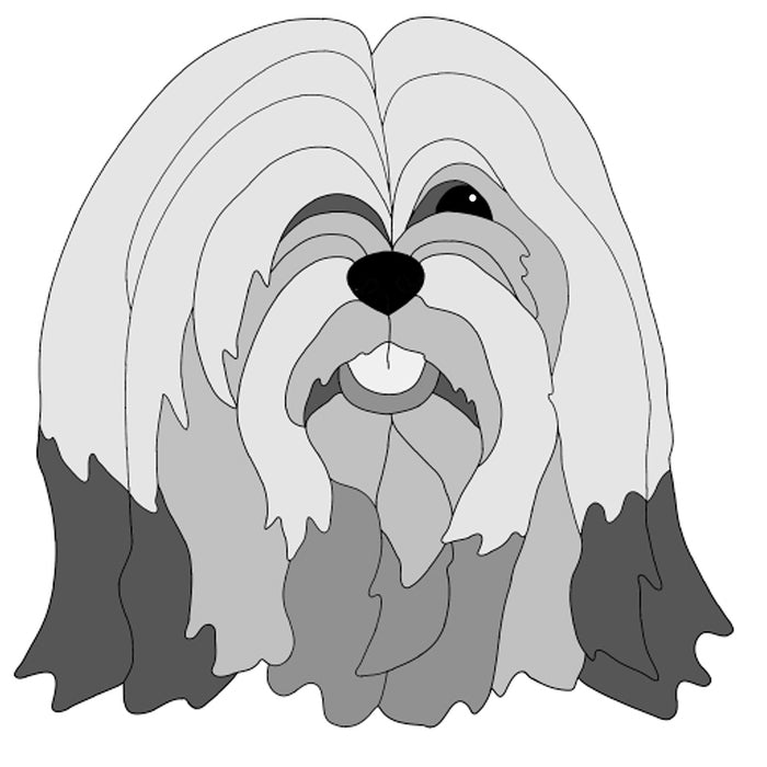 Lhasa Apso Head