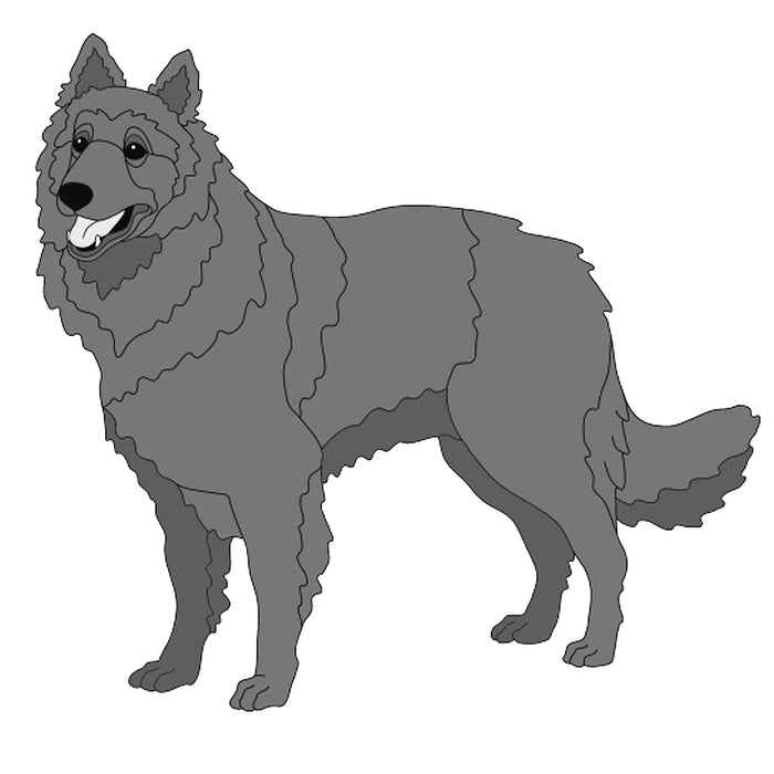 Belgian Sheepdog Standing
