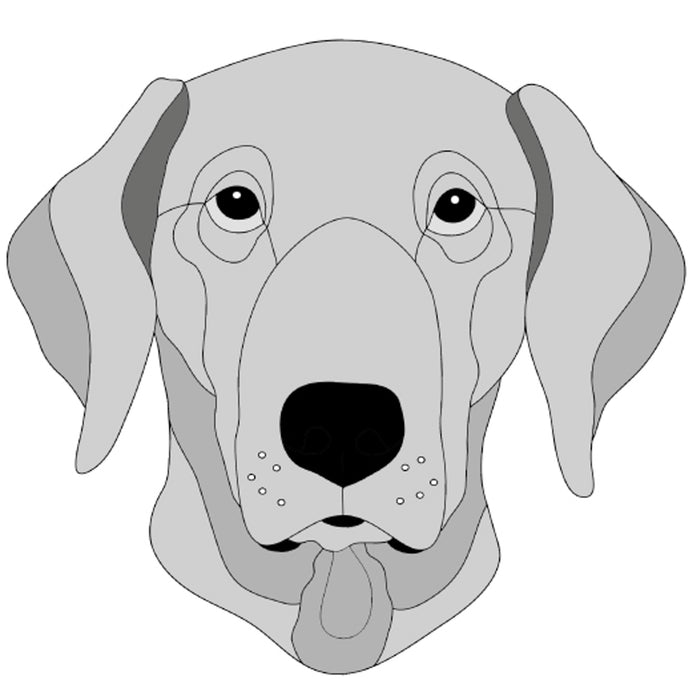 German Short Hair Pointer Head