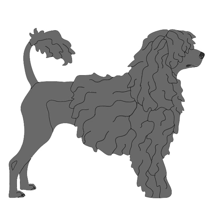 Portuguese Water Dog Standing