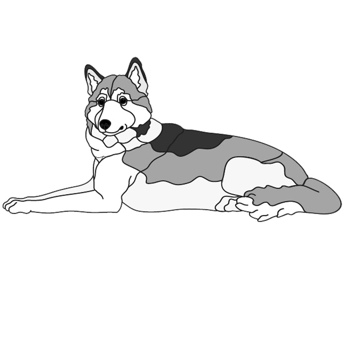 Siberian Husky Lying