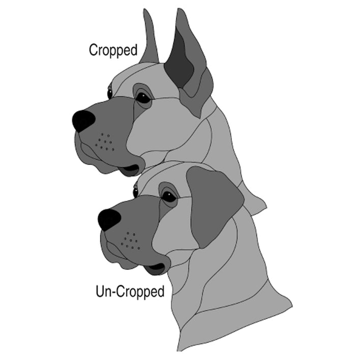 Great Dane Head