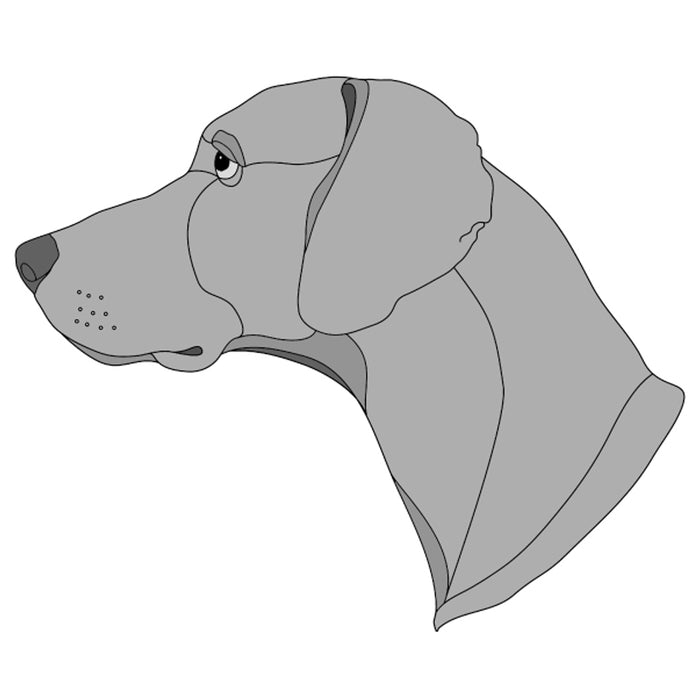 Weimaraner head