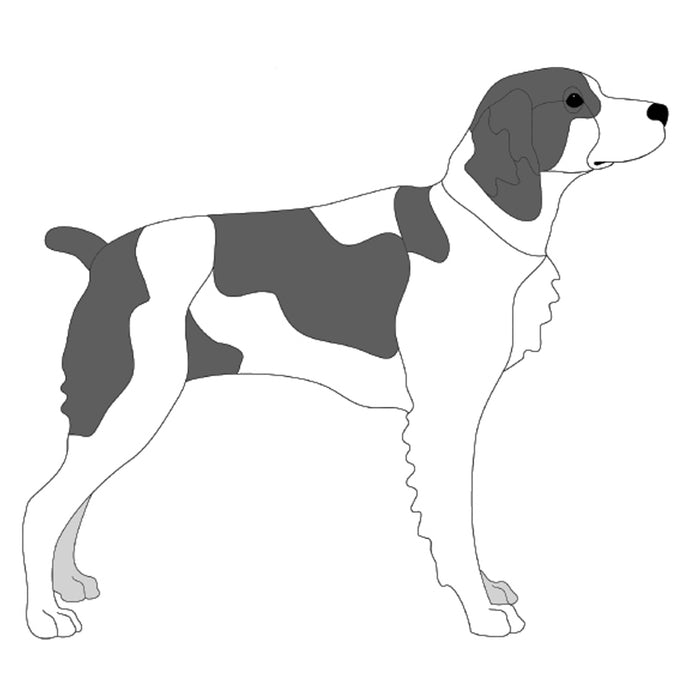 Brittany Spaniel Standing